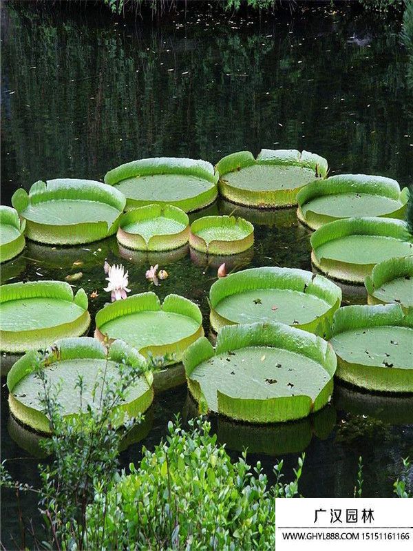大王蓮 (6).jpg
