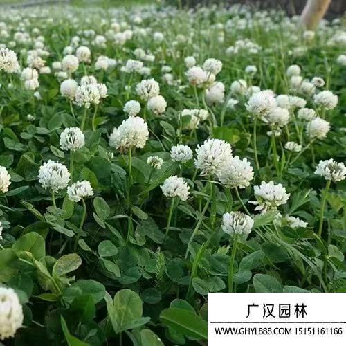 白三葉
