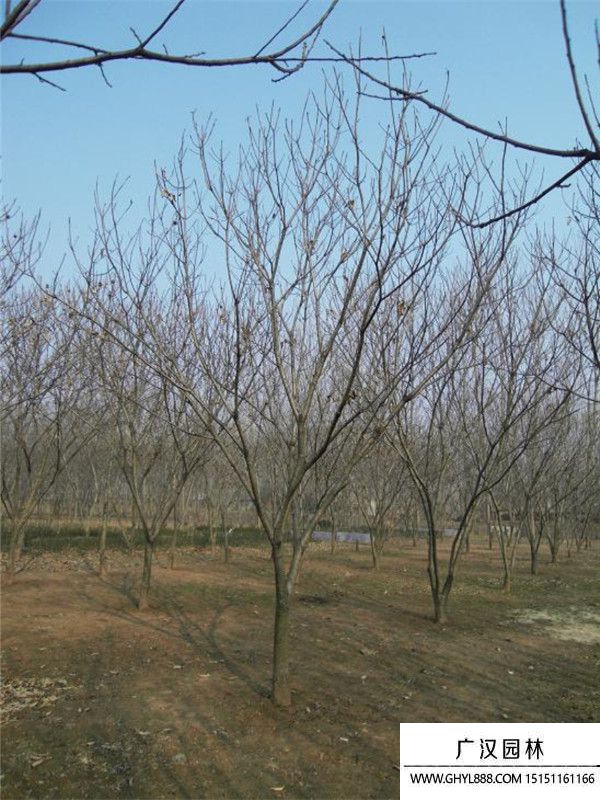 板栗樹