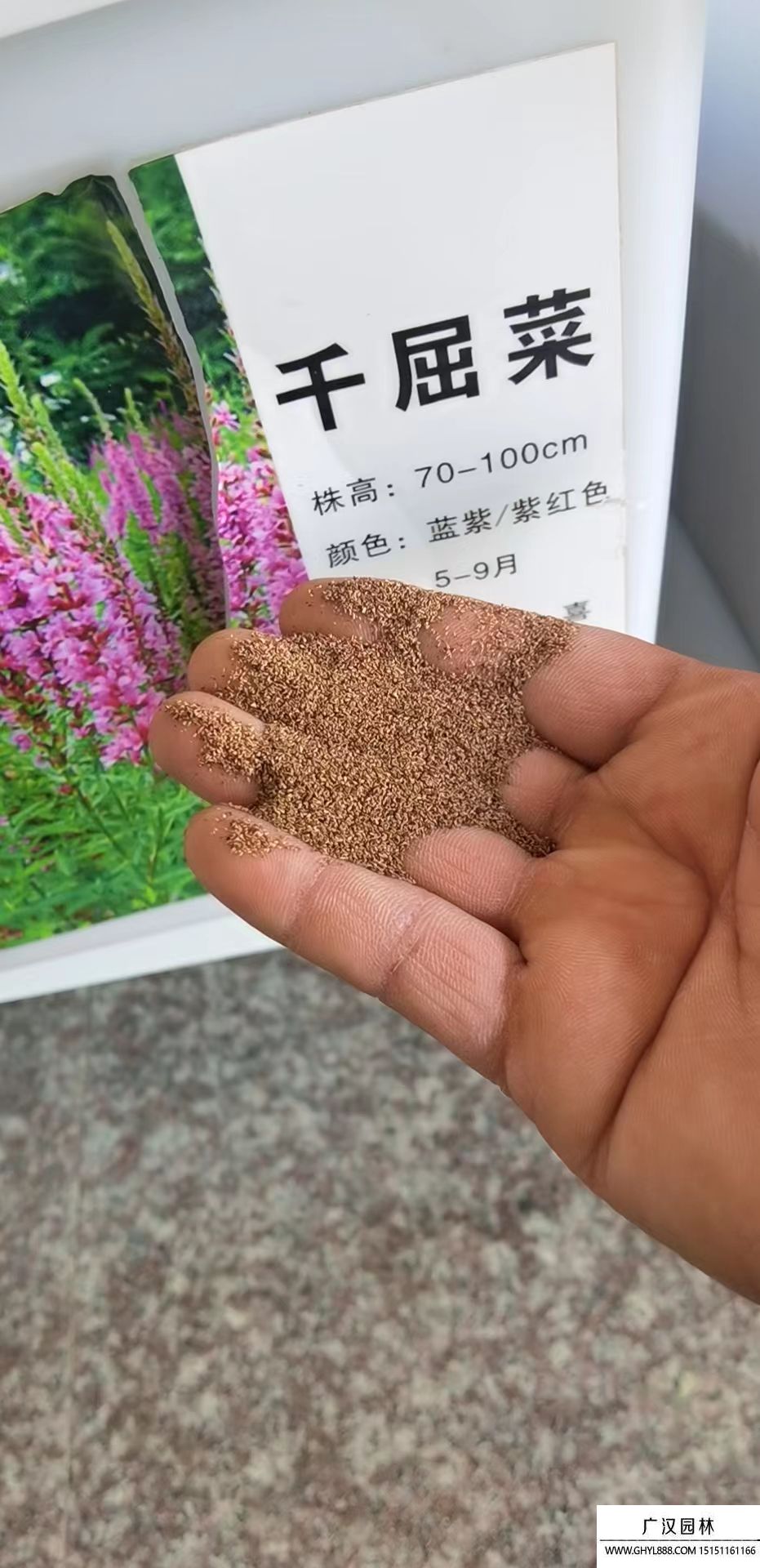 千屈菜種子.jpg