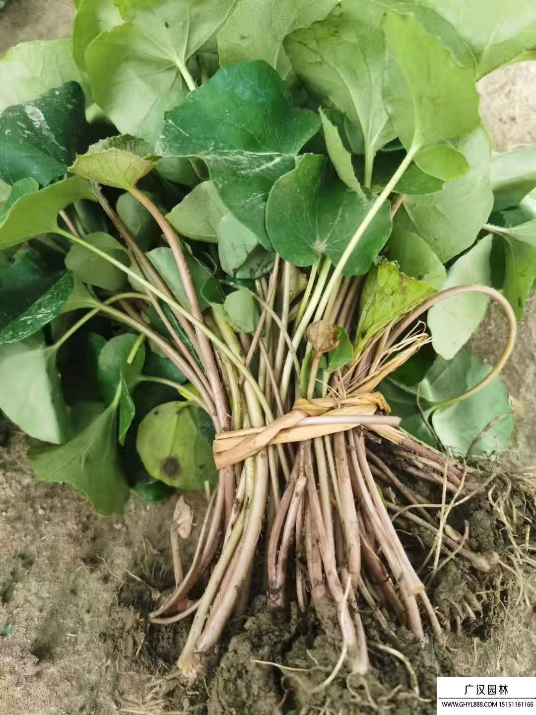 大吳風草