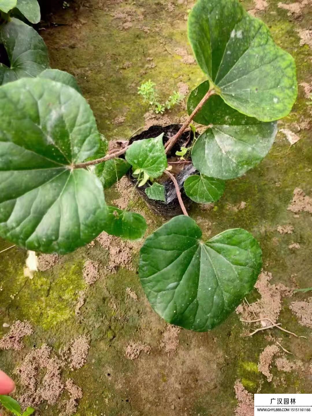 大吳風草