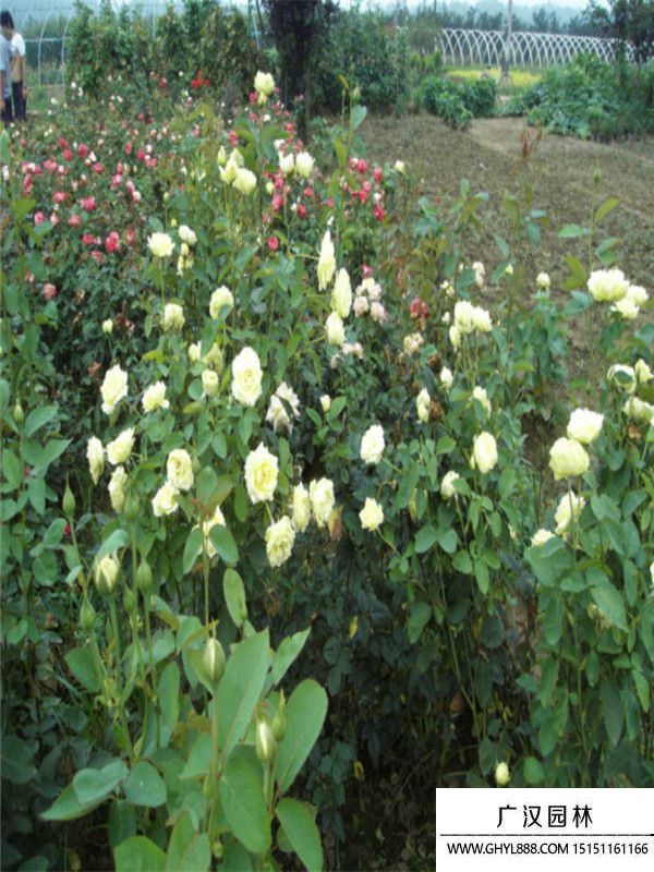 黃帽月季 (7).jpg