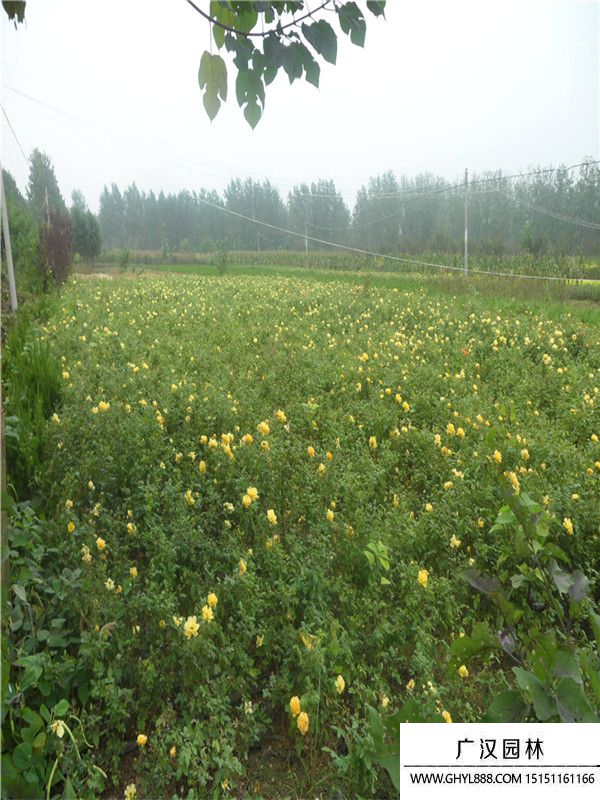 黃帽月季1.jpg