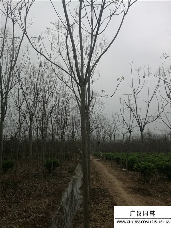 南欒 (1).jpg