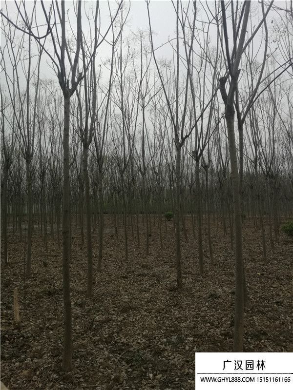 南欒 (6).jpg