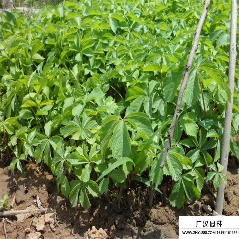 爬墻虎 (5).jpg