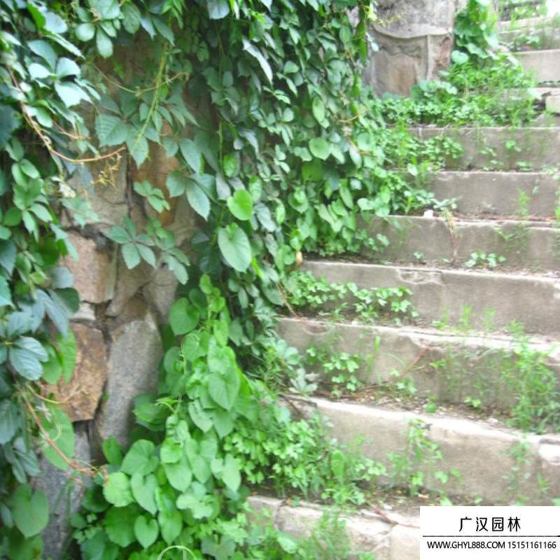 爬墻虎 (8).jpg