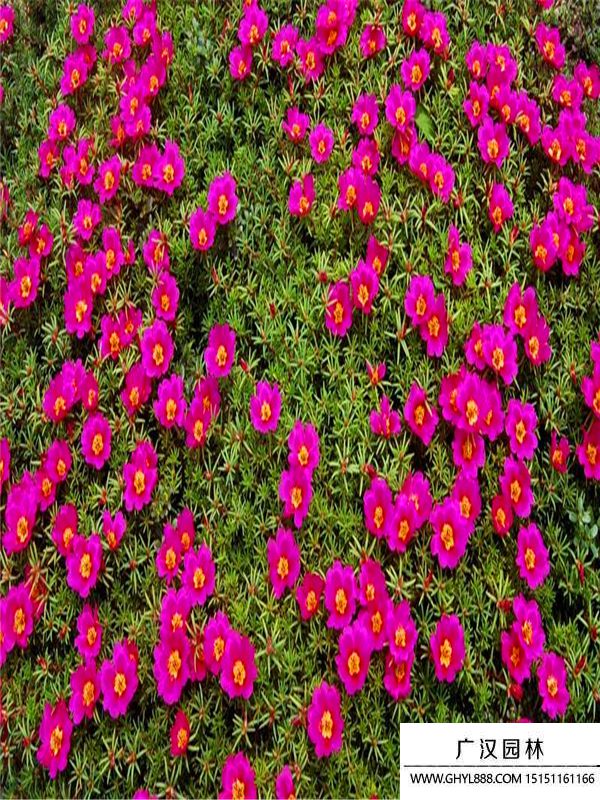 太陽花 (1).jpg