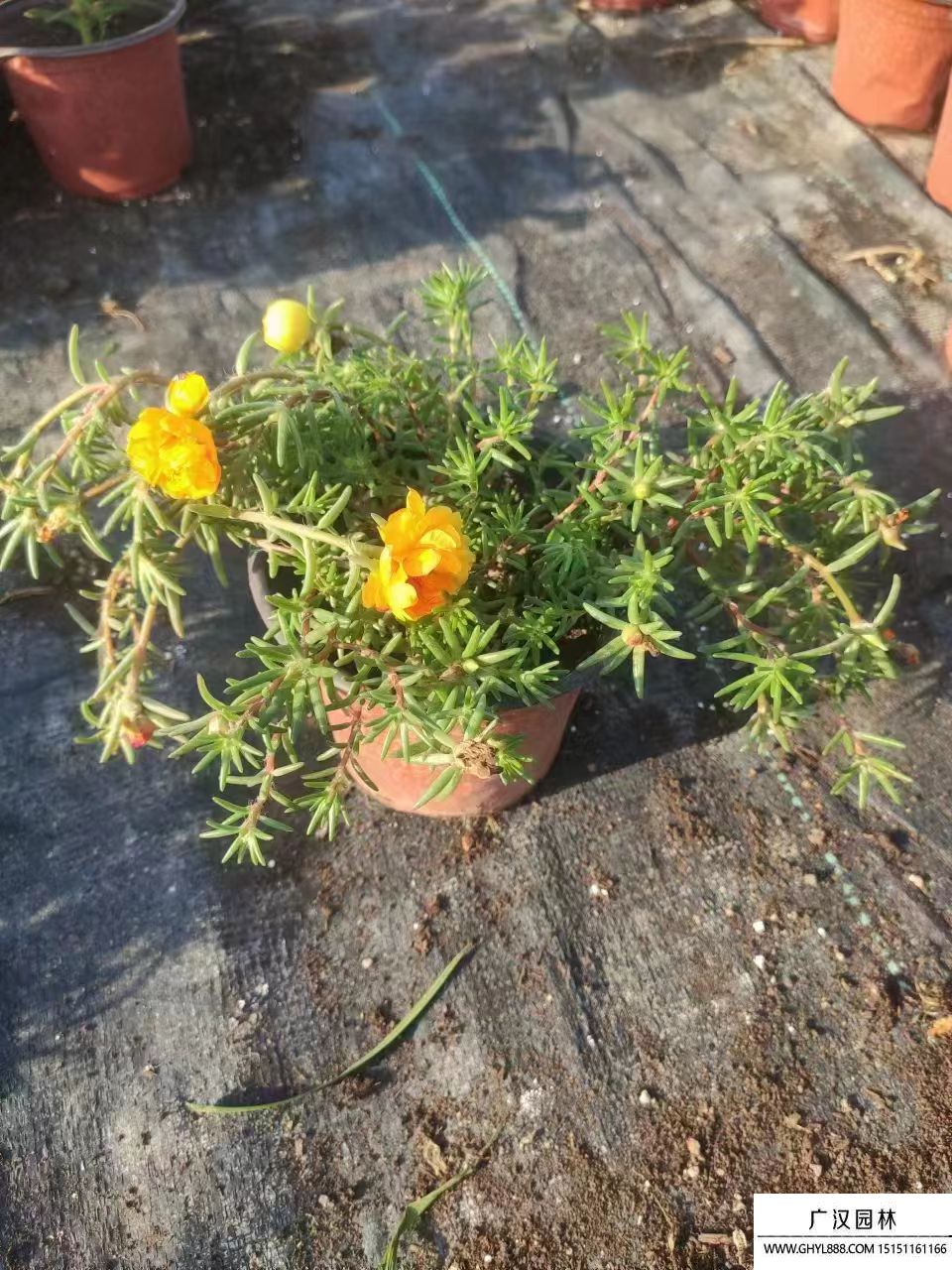 太陽花 (3).jpg