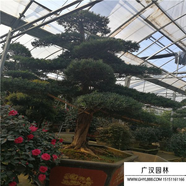 造型羅漢松.jpg