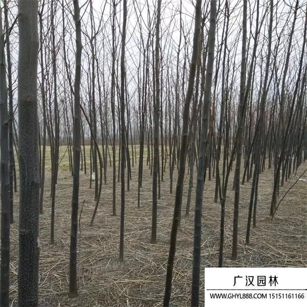 苦楝樹 (2).jpg