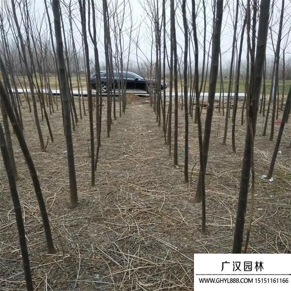 苦楝樹 (3).jpg