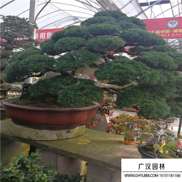 濟州真柏0.jpg