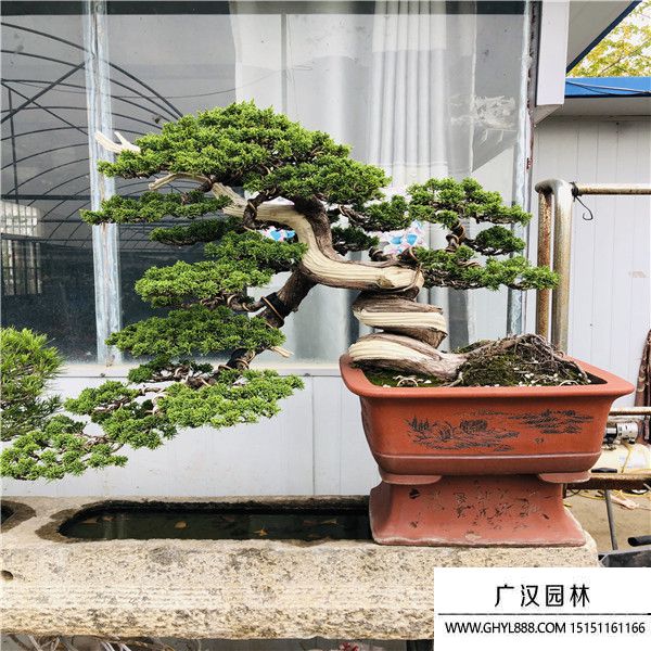 濟州真柏789 (2).jpg