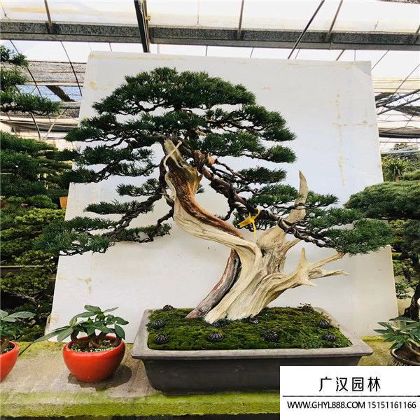 濟州真柏58585 (1).jpg