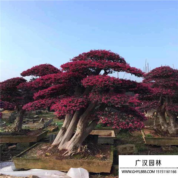 紅花繼木木樁盆景 (2).jpg