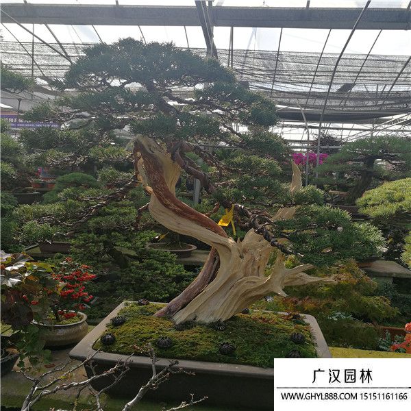 濟州真柏.. (1).jpg