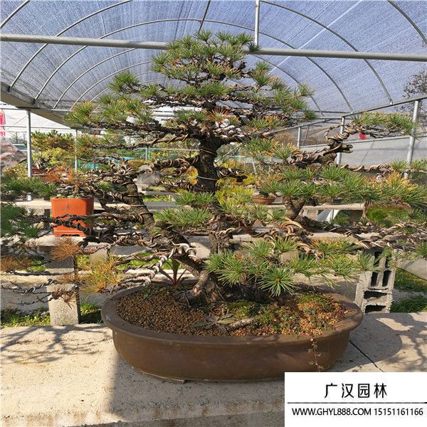 日本大阪松。。.jpg
