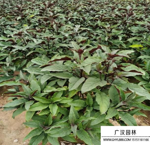 煙火樹 (3).jpg