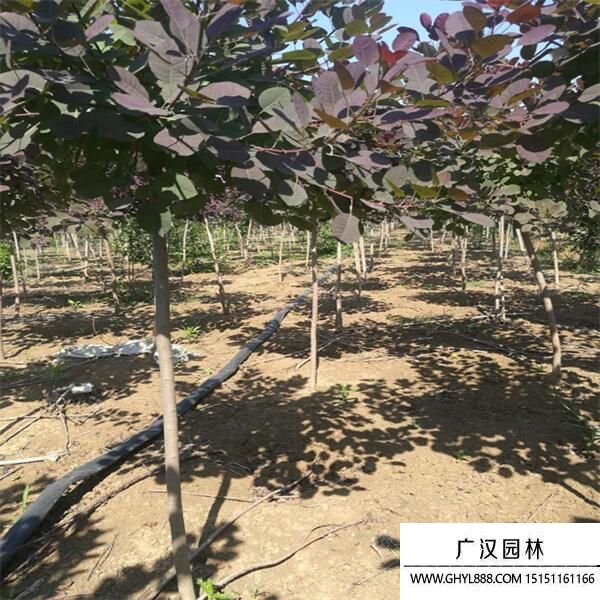 美國紅櫨 (1).jpg