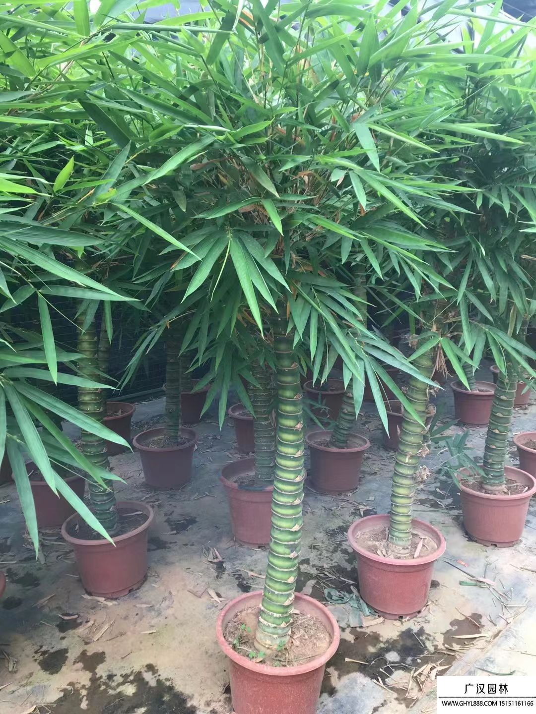羅漢竹 (7).jpg