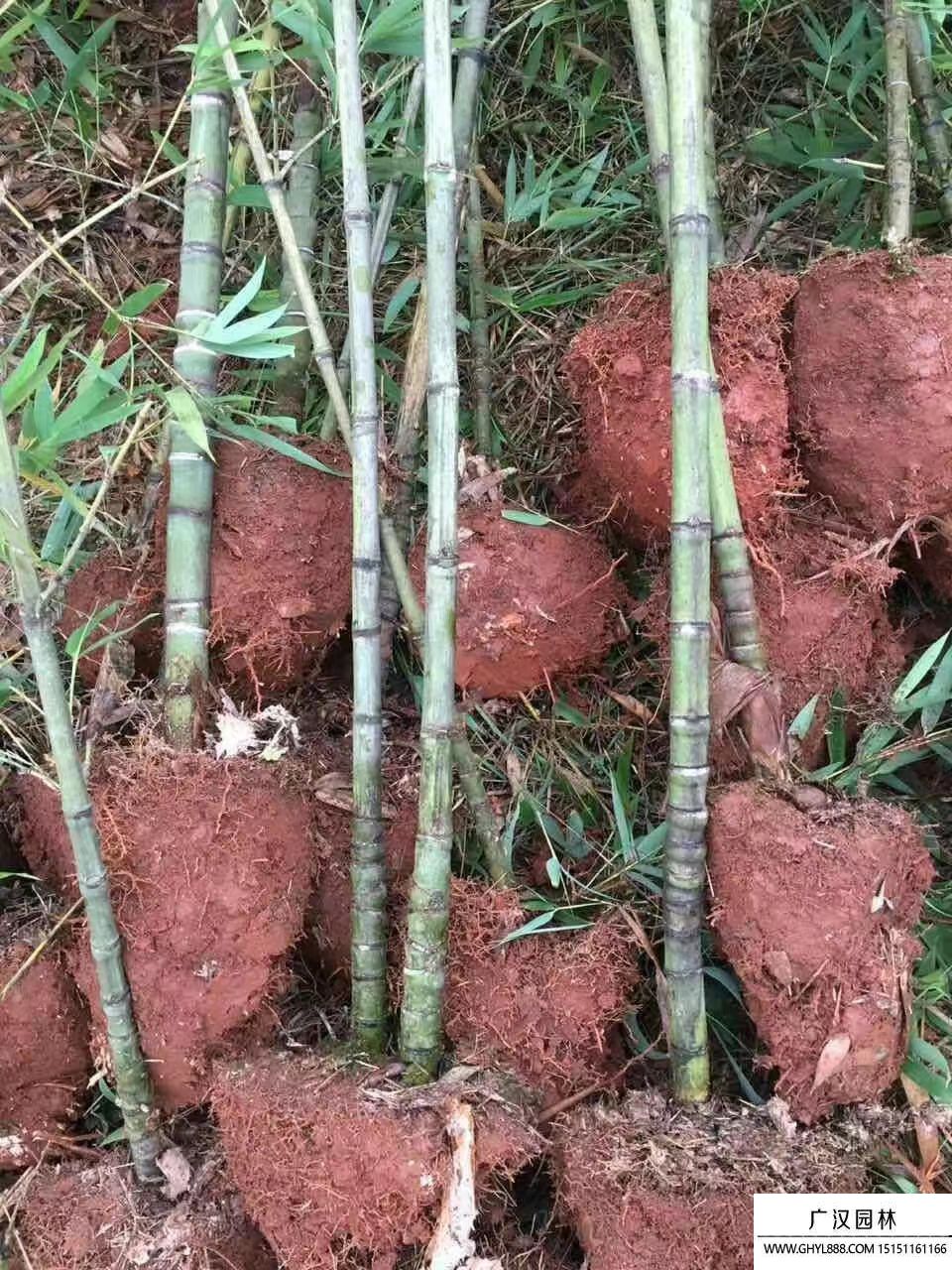 羅漢竹 (8).jpg