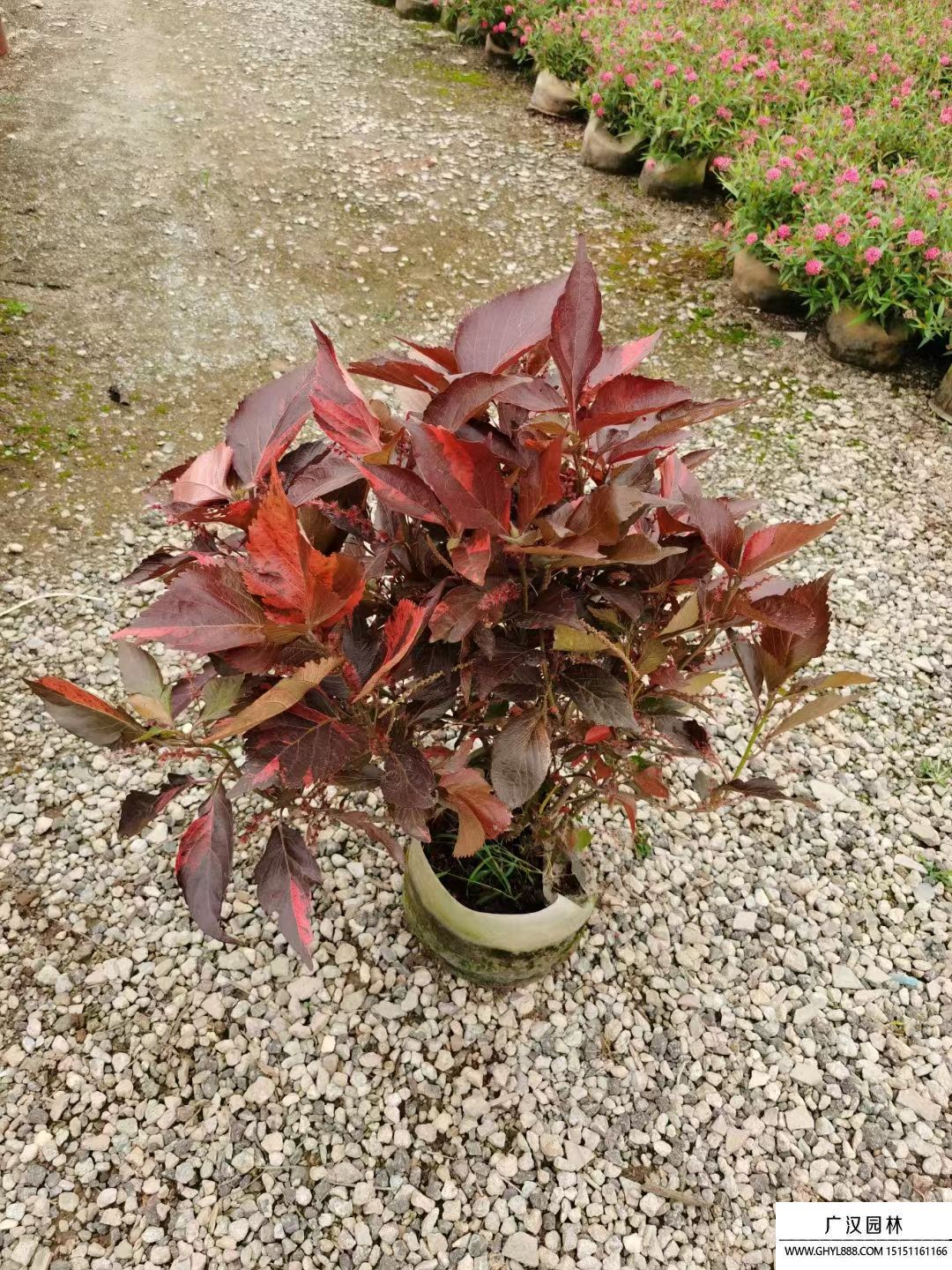 紅桑 (3).jpg