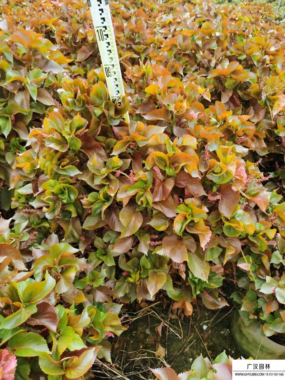 紅桑 (9).jpg