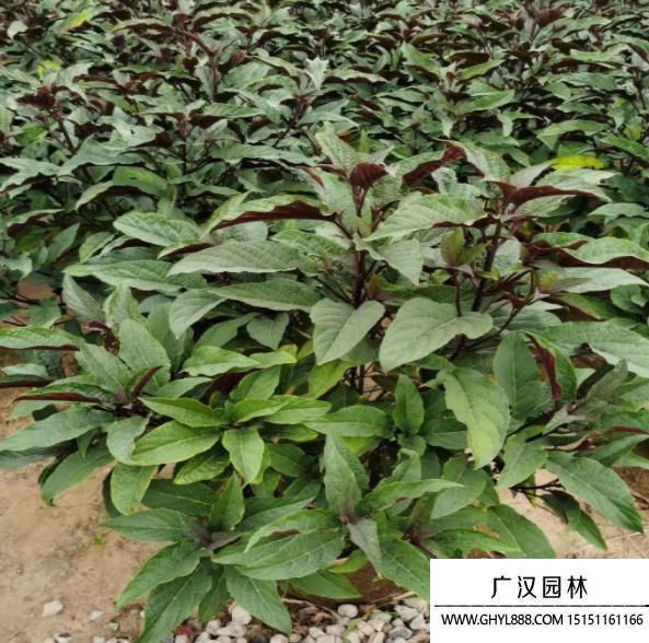 煙火樹 (1).jpg