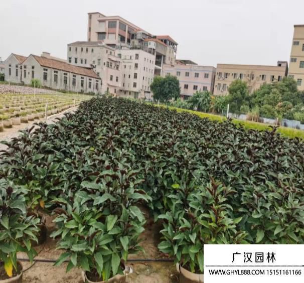煙火樹 (2).jpg
