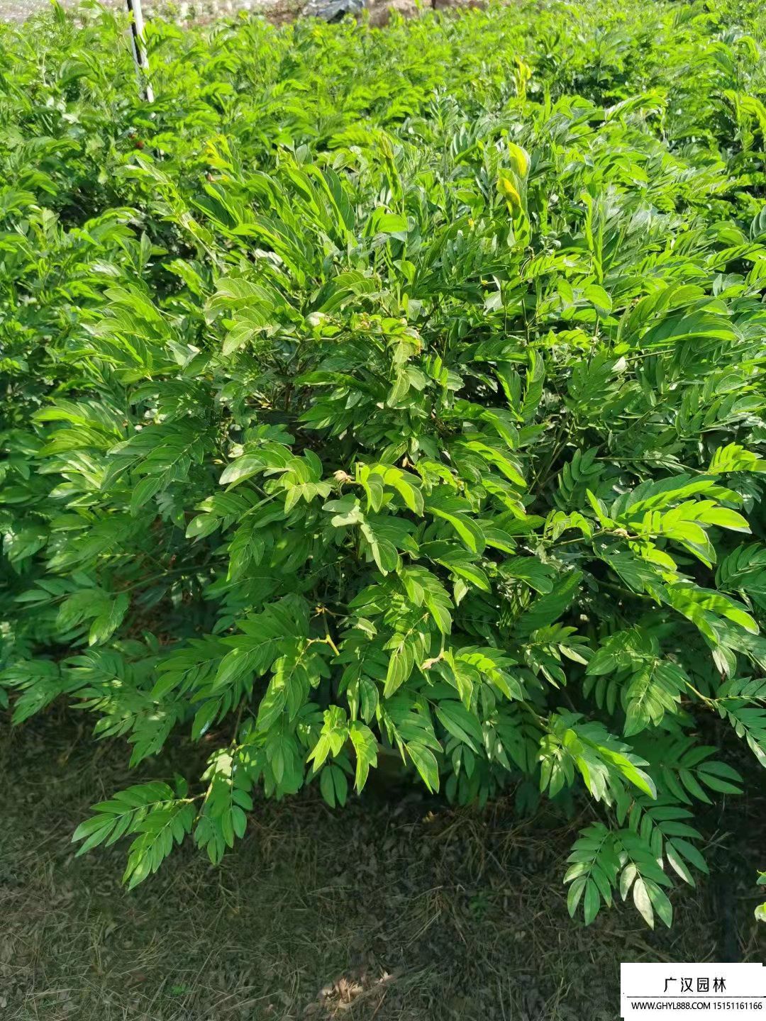 紅絨球 (2).jpg