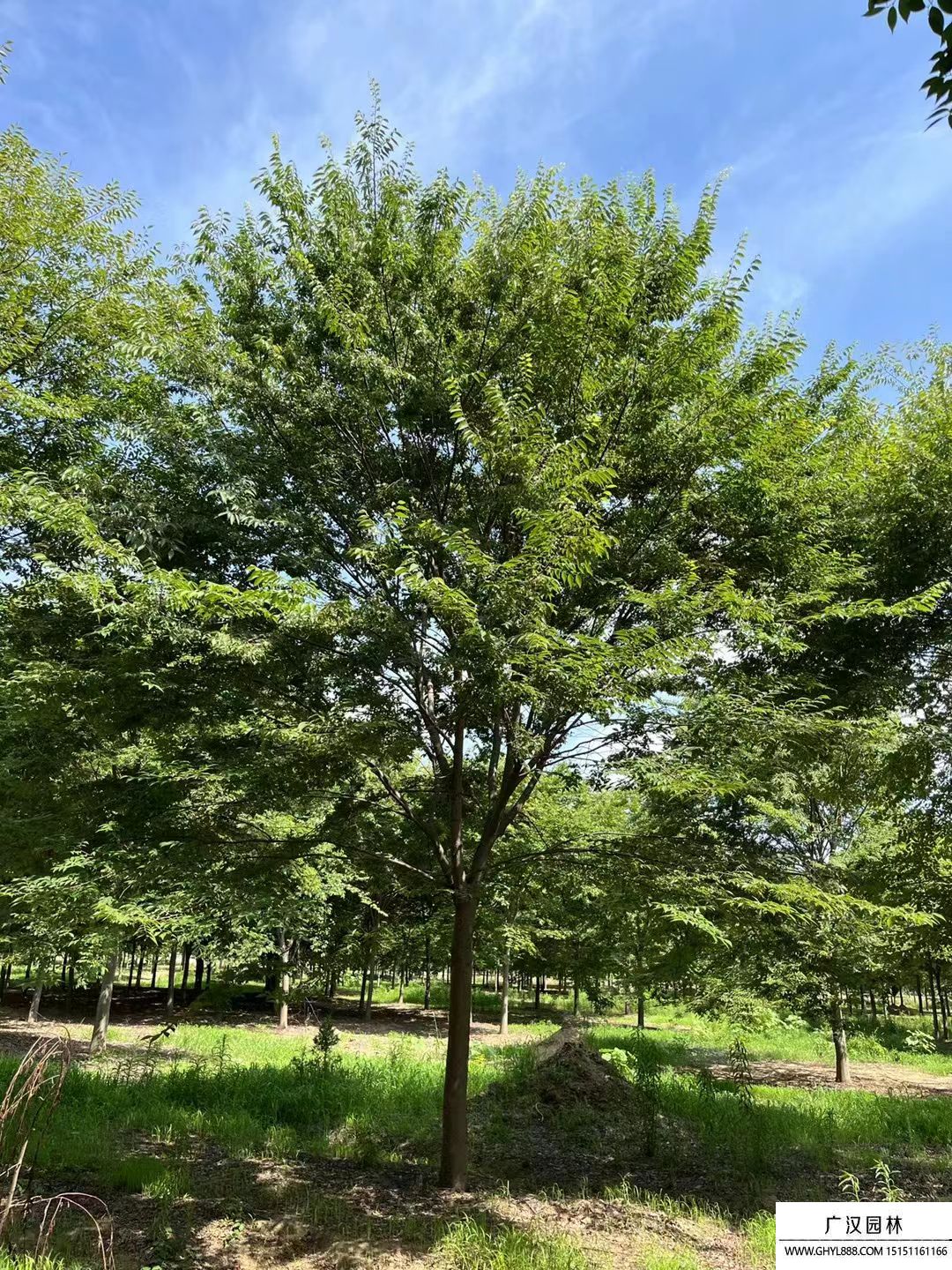 櫸樹 (8).jpg