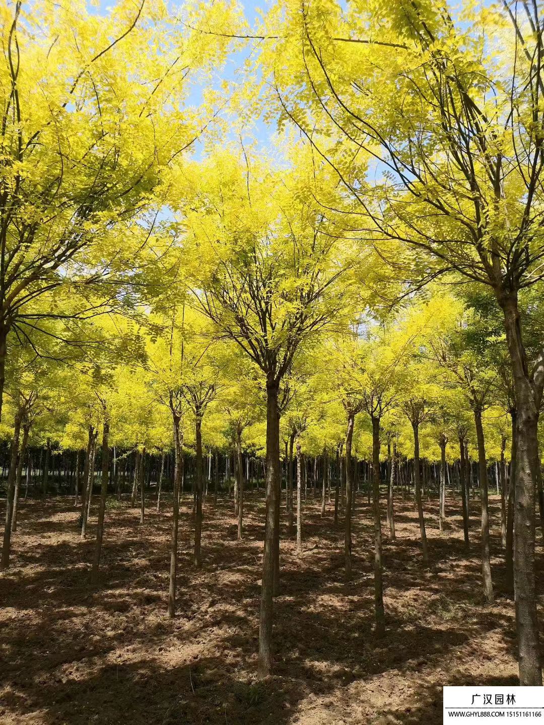 金葉國槐 (8).jpg