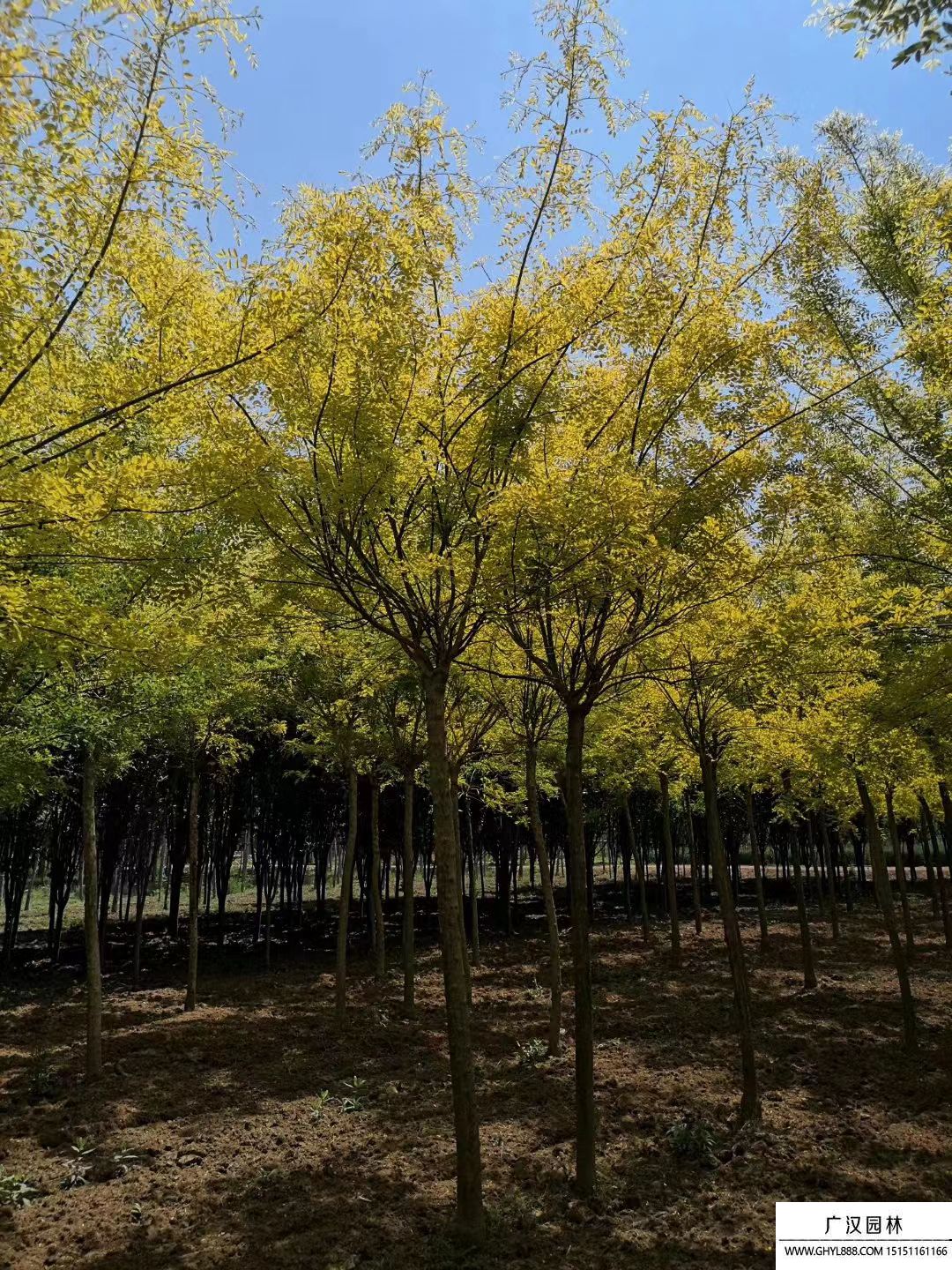 金葉國槐 (12).jpg