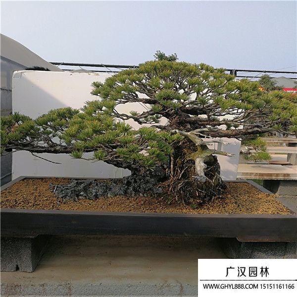 進口五葉松盆景 (2).jpg