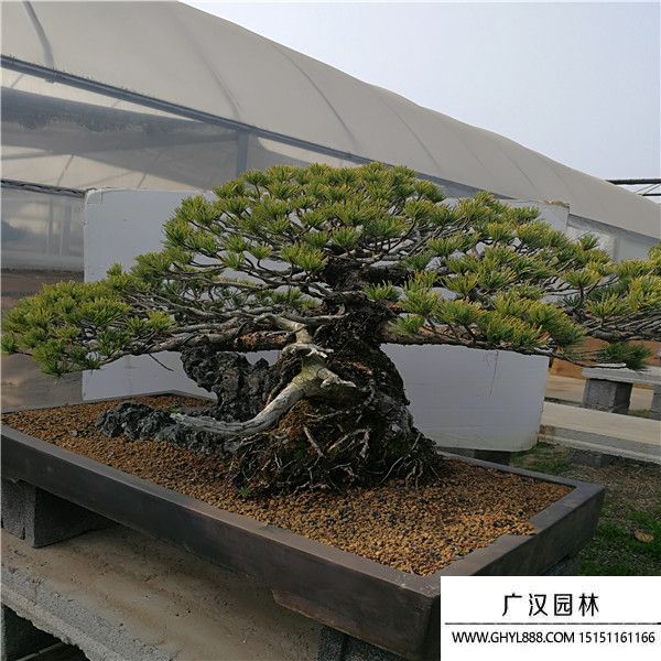 進口五葉松盆景 (3).jpg