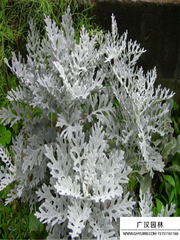 銀葉菊.jpg