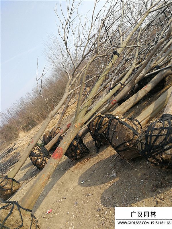 黃山欒樹. (3).jpg
