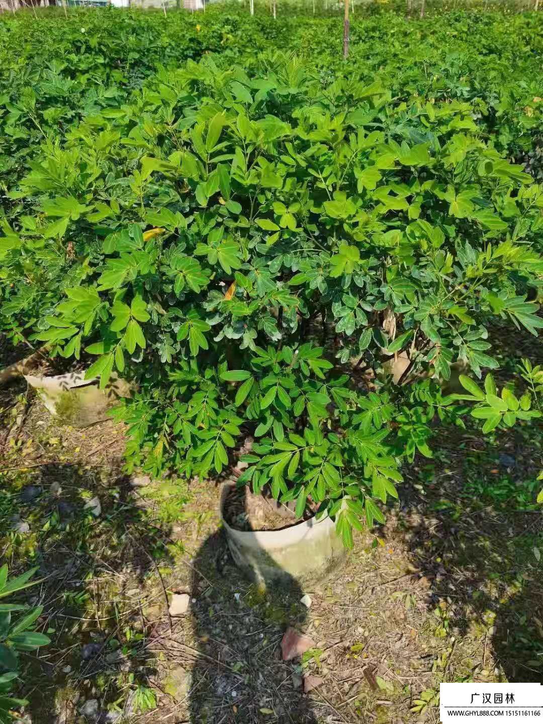 雙莢槐 (1).jpg