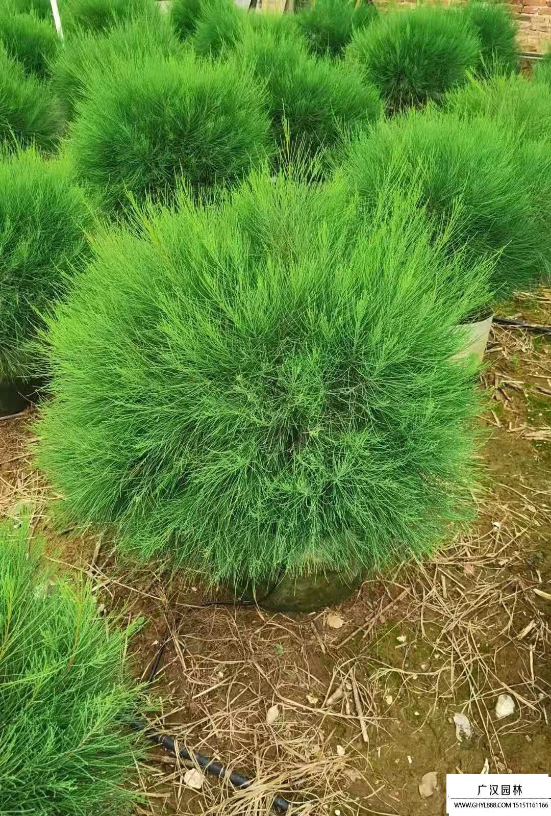 木麻黃 (1).jpg