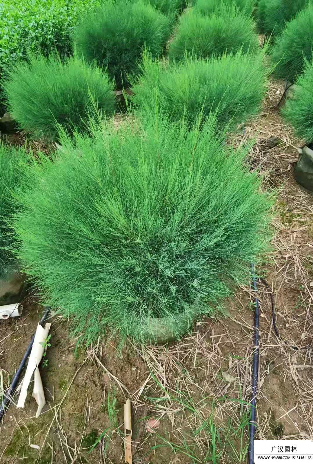 木麻黃 (3).jpg