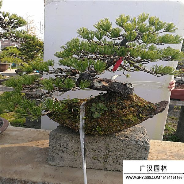 那需五葉松 (1).jpg