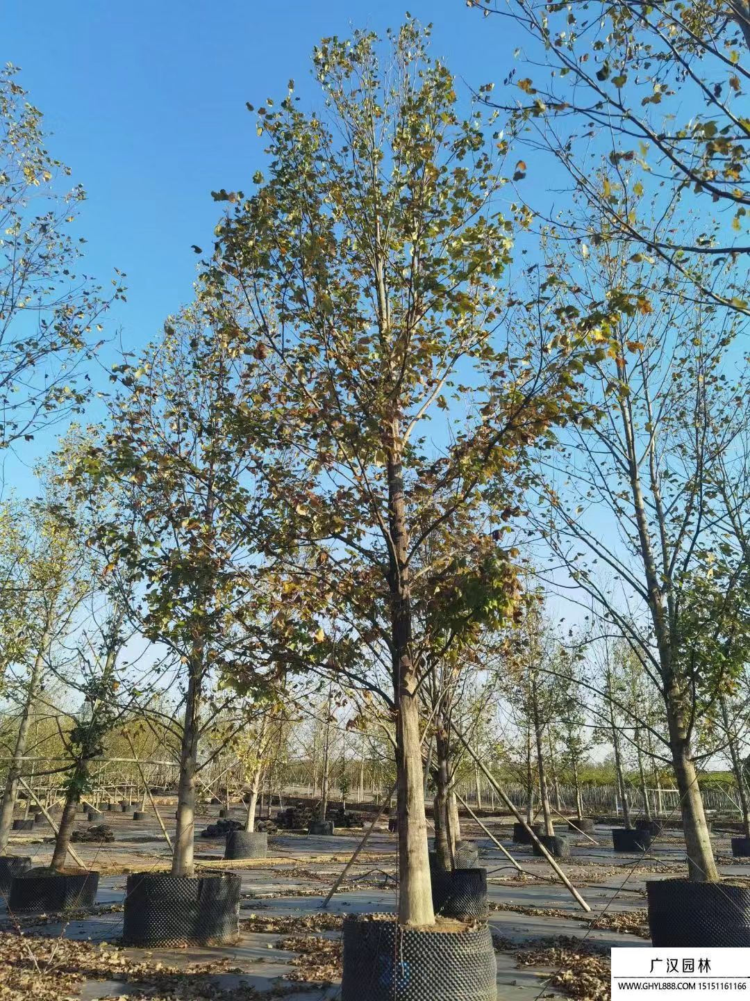 北美鵝掌楸 (4).jpg