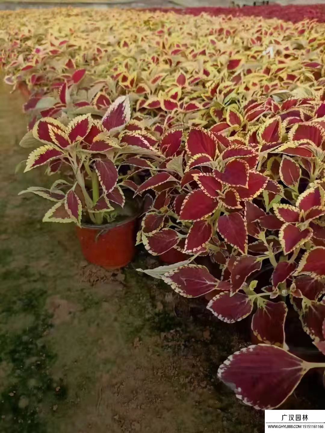 彩葉草 (2).jpg