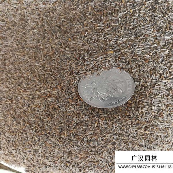 白晶菊種子