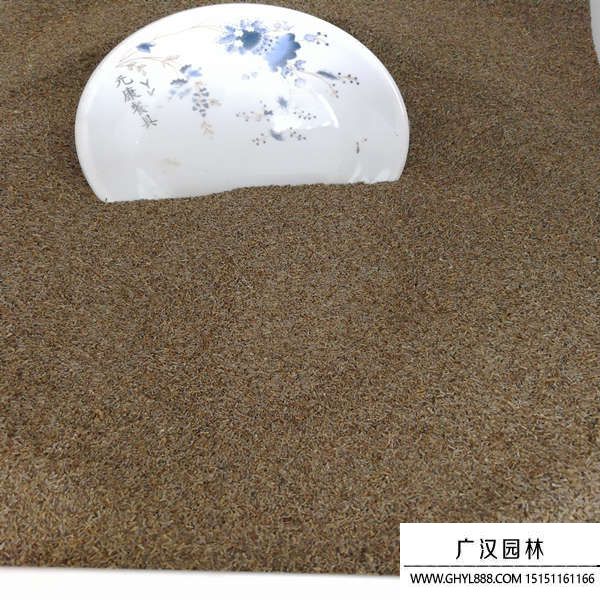 白晶菊種子