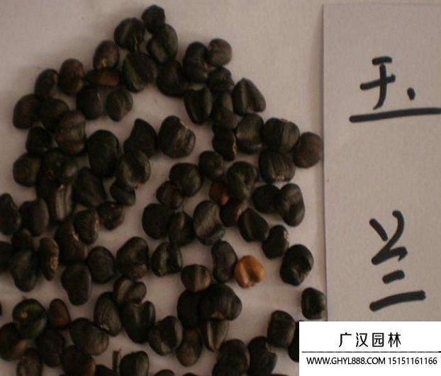 玉蘭種子.png