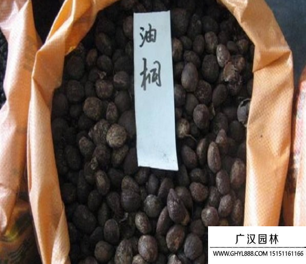 油桐種子.png