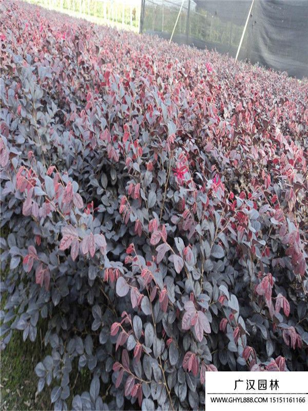 紅花繼木.6.jpg